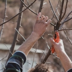 Схема программы лояльности как инструмент профессионального развития